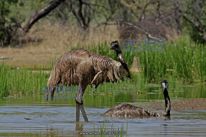 : 80196018 Emu - bathing Queensland, Australia Dromaius : 80196018 Emu - bathing Queensland, Australia Dromaius