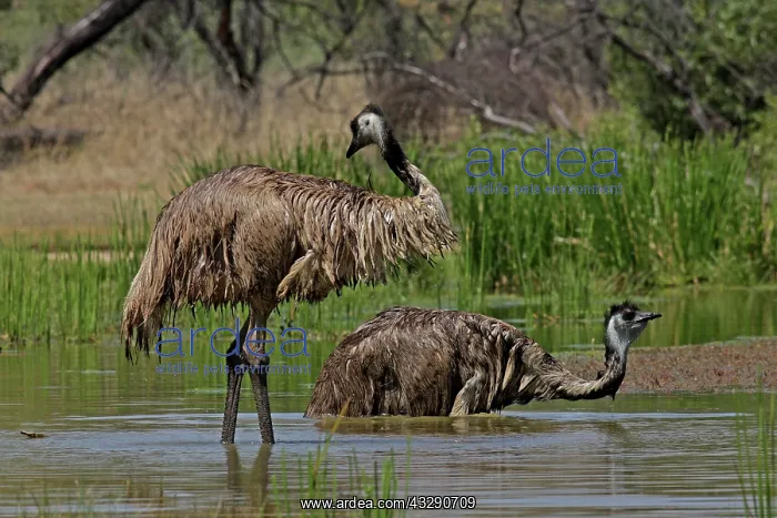 : 80196019 Emu - bathing Queensland, Australia Dromaius : 80196019 Emu - bathing Queensland, Australia Dromaius