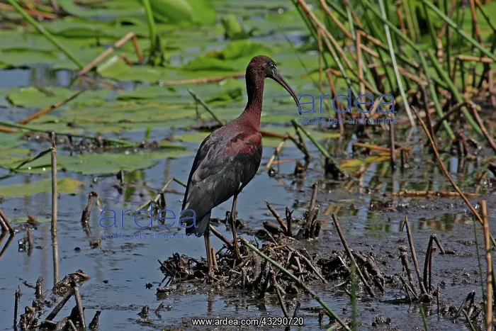 : 80196020 Glossy Ibis Gold Coast, Queensland, Australia : 80196020 Glossy Ibis Gold Coast, Queensland, Australia