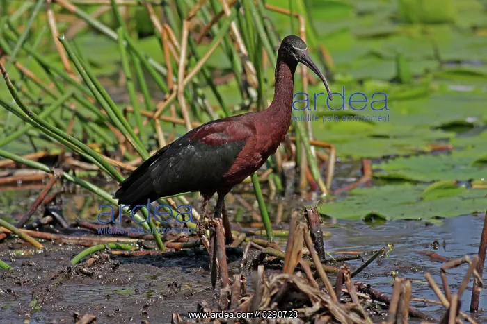 : 80196021 Glossy Ibis Gold Coast, Queensland, Australia : 80196021 Glossy Ibis Gold Coast, Queensland, Australia