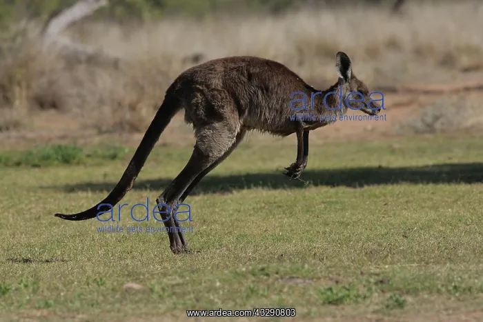 : 80196029 Eastern Grey Kangaroo Australia Macropus : 80196029 Eastern Grey Kangaroo Australia Macropus