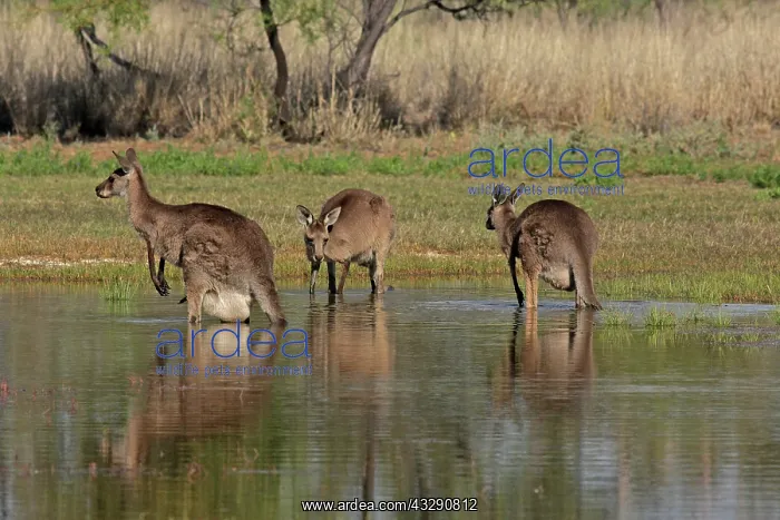 : 80196030 Eastern Grey Kangaroo Australia Macropus : 80196030 Eastern Grey Kangaroo Australia Macropus