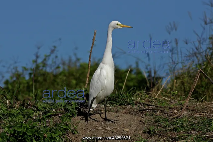 : 80196031 Intermediate Egret Gold Coast, Queensland : 80196031 Intermediate Egret Gold Coast, Queensland