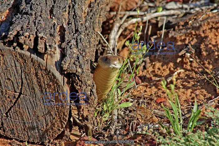 : 80196032 King Brown Snake Australia Pseudechis australis : 80196032 King Brown Snake Australia Pseudechis australis
