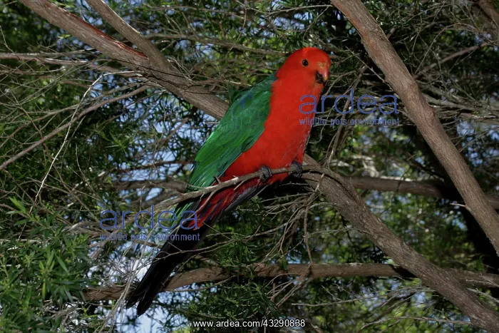 : 80196033 Australian King Parrot Australia Alisterus : 80196033 Australian King Parrot Australia Alisterus
