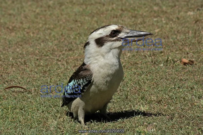 : 80196035 Laughing Kookaburra Australia Dacelo novaeguineae : 80196035 Laughing Kookaburra Australia Dacelo novaeguineae