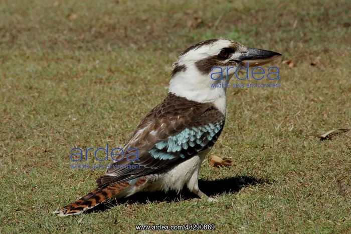 : 80196036 Laughing Kookaburra Australia Dacelo novaeguineae : 80196036 Laughing Kookaburra Australia Dacelo novaeguineae