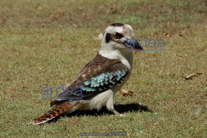 : 80196037 Laughing Kookaburra Australia Dacelo novaeguineae : 80196037 Laughing Kookaburra Australia Dacelo novaeguineae