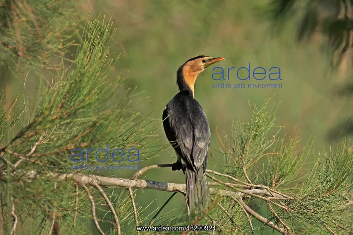  : 80196042 Little Pied Cormorant Australia Microcarbo