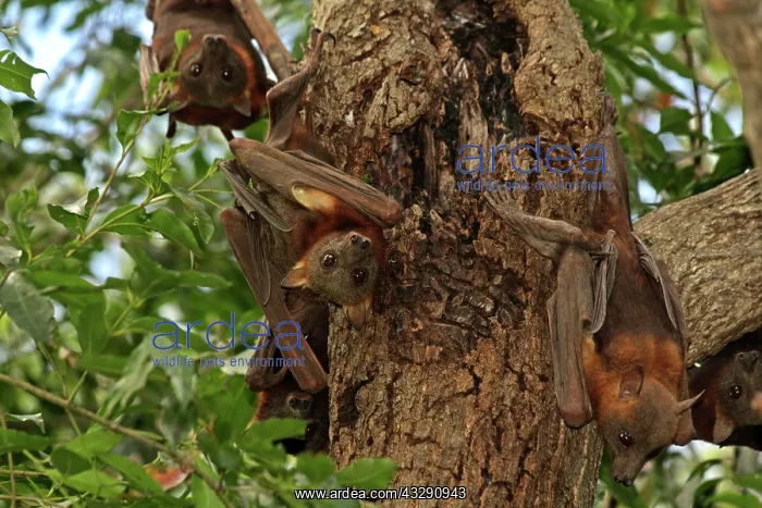 : 80196044 Little Red Flying Fox - hanging upside : 80196044 Little Red Flying Fox - hanging upside