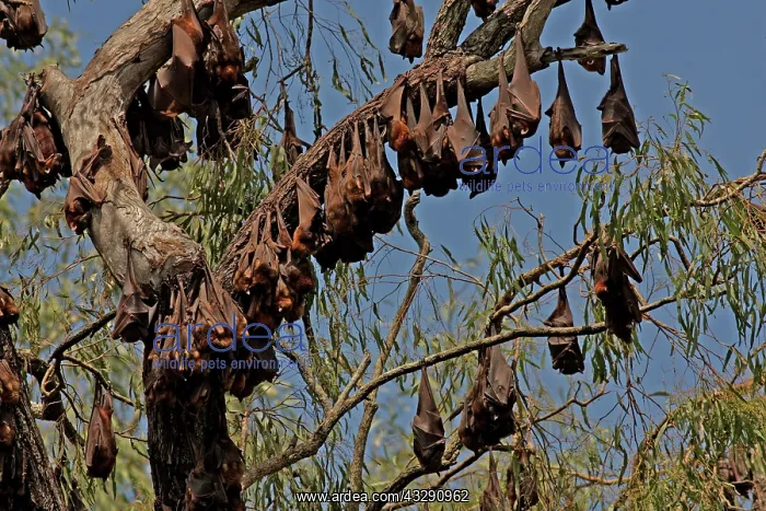 : 80196046 Little Red Flying Fox - hanging upside : 80196046 Little Red Flying Fox - hanging upside