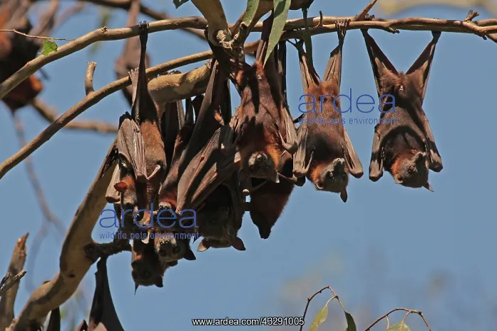 : 80196051 Little Red Flying Fox - hanging upside : 80196051 Little Red Flying Fox - hanging upside