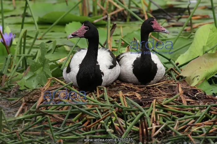 : 80196052 Magpie Geese - on nest Australia Anseranas : 80196052 Magpie Geese - on nest Australia Anseranas