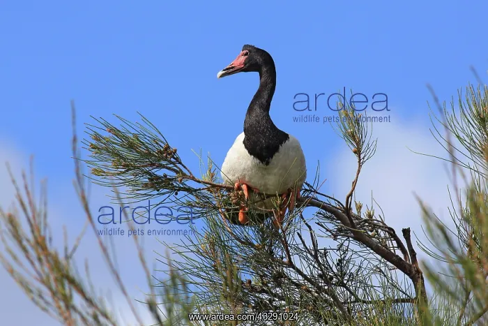 : 80196053 Magpie Geese Australia Anseranas semipalmata : 80196053 Magpie Geese Australia Anseranas semipalmata