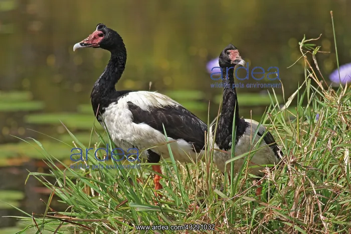 : 80196054 Magpie Geese Australia Anseranas semipalmata : 80196054 Magpie Geese Australia Anseranas semipalmata