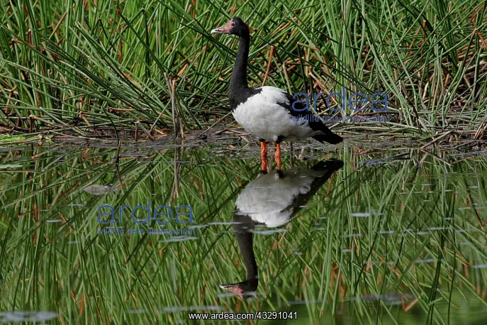 : 80196055 Magpie Geese Australia Anseranas semipalmata : 80196055 Magpie Geese Australia Anseranas semipalmata