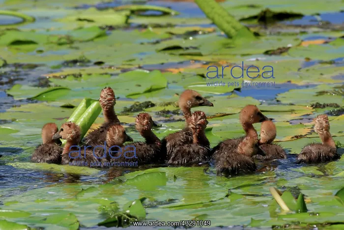 : 80196056 Magpie Geese - chicks Australia Anseranas : 80196056 Magpie Geese - chicks Australia Anseranas