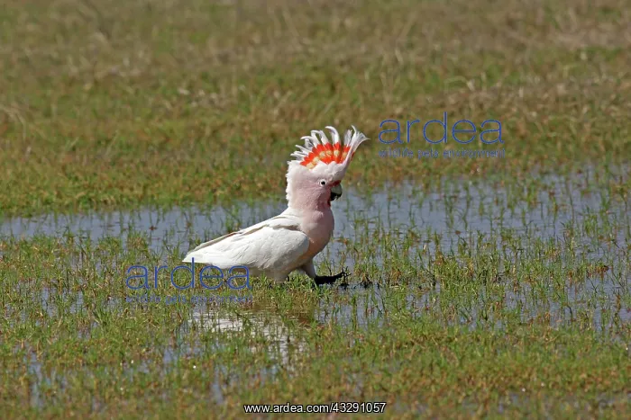 : 80196057 Major Mitchell's Cockatoo Australia Lophochroa : 80196057 Major Mitchell's Cockatoo Australia Lophochroa