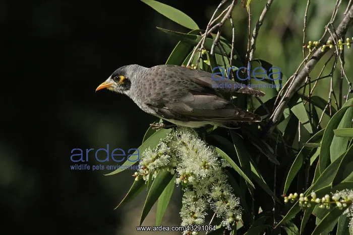 : 80196058 Noisy Miner Australia Manorina melanocephala : 80196058 Noisy Miner Australia Manorina melanocephala