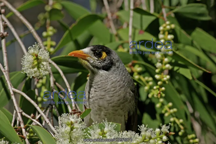 : 80196059 Noisy Miner Australia Manorina melanocephala : 80196059 Noisy Miner Australia Manorina melanocephala