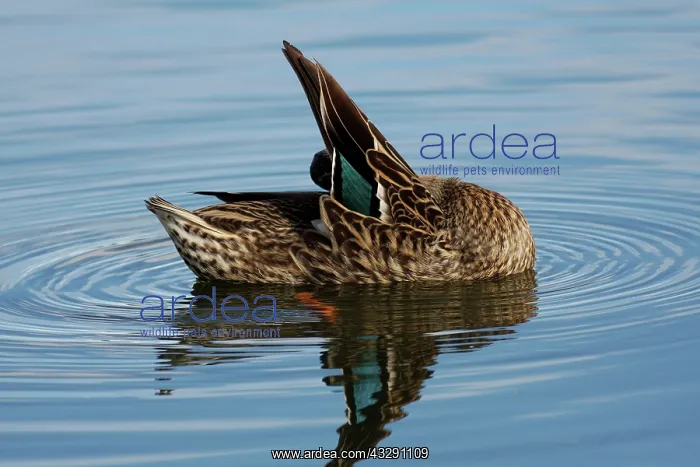 : 80196064 Pacific Black Duck Australia Anas superciliosa : 80196064 Pacific Black Duck Australia Anas superciliosa