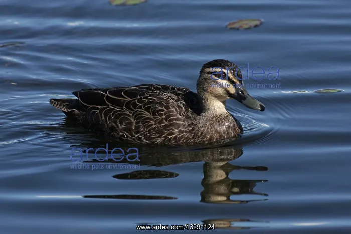 : 80196066 Pacific Black Duck Australia Anas superciliosa : 80196066 Pacific Black Duck Australia Anas superciliosa