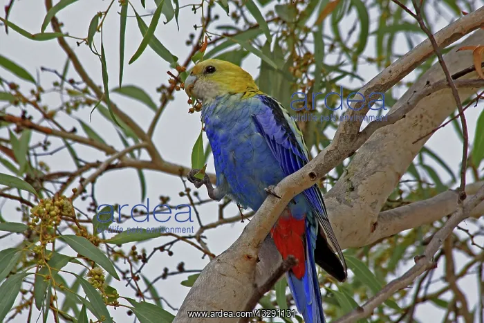 : 80196067 Pale-headed Rosella Australia Platycercus : 80196067 Pale-headed Rosella Australia Platycercus