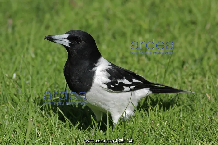 : 80196068 Pied Butcherbird Australia Cracticus nigrogularis : 80196068 Pied Butcherbird Australia Cracticus nigrogularis