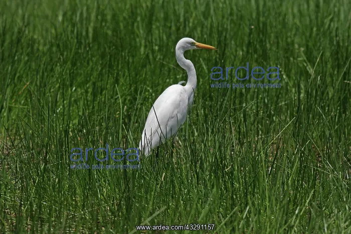  : 80196070 Plumed Egret Australia Ardea plumifera