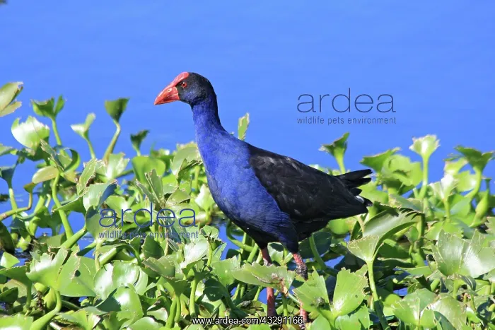 : 80196071 Purple Swamphen Australia Porphyrio melanotus : 80196071 Purple Swamphen Australia Porphyrio melanotus