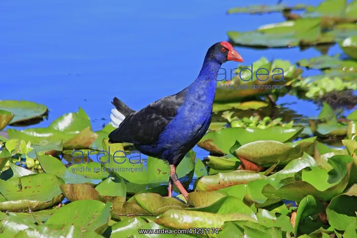 : 80196072 Purple Swamphen Australia Porphyrio melanotus : 80196072 Purple Swamphen Australia Porphyrio melanotus