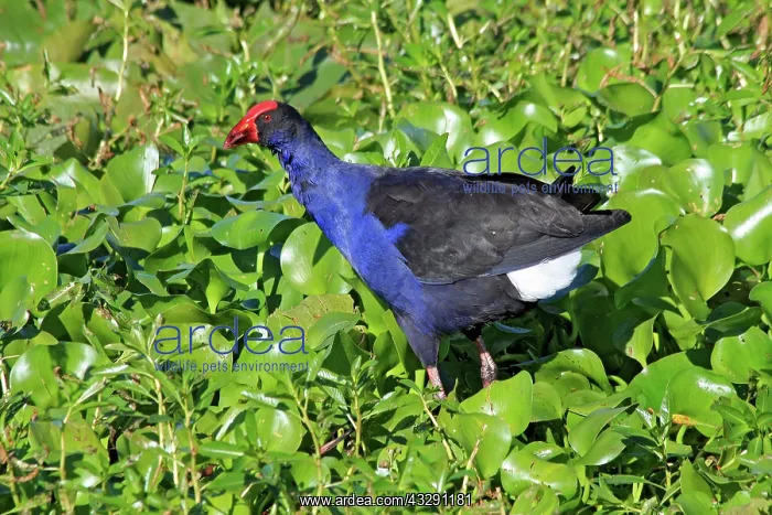 : 80196073 Purple Swamphen Australia Porphyrio melanotus : 80196073 Purple Swamphen Australia Porphyrio melanotus