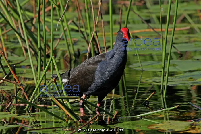 : 80196074 Purple Swamphen Australia Porphyrio melanotus : 80196074 Purple Swamphen Australia Porphyrio melanotus