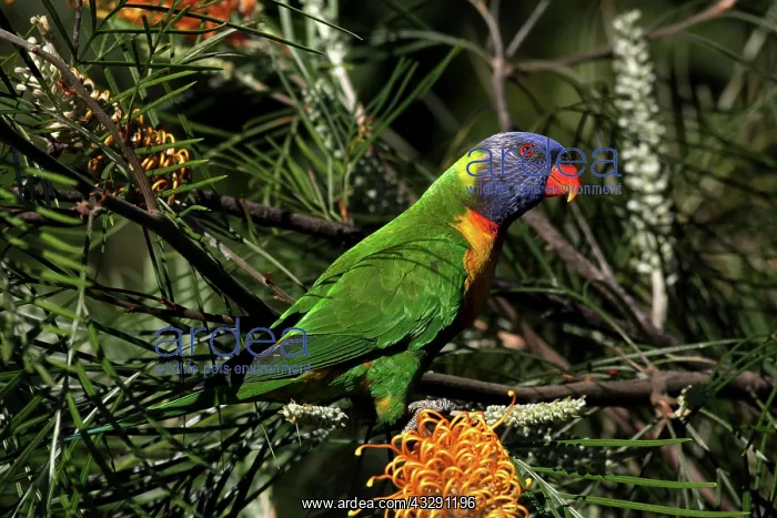 : 80196075 Rainbow Lorikeet Australia Trichoglossus : 80196075 Rainbow Lorikeet Australia Trichoglossus