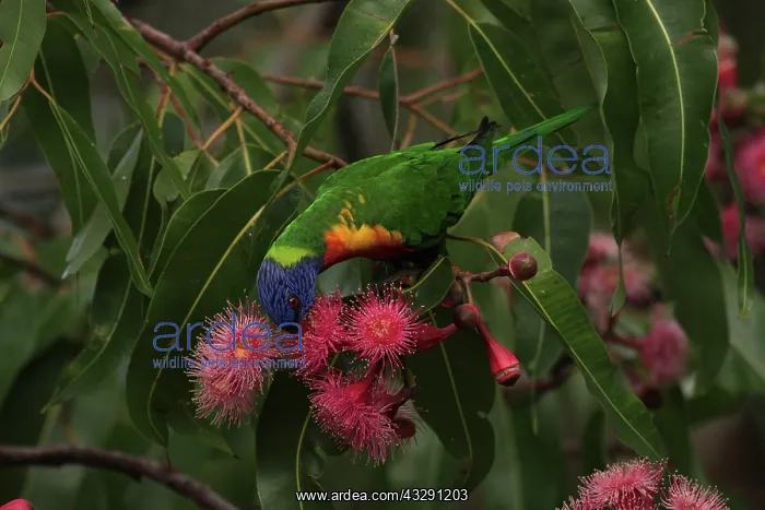 : 80196076 Rainbow Lorikeet Australia Trichoglossus : 80196076 Rainbow Lorikeet Australia Trichoglossus