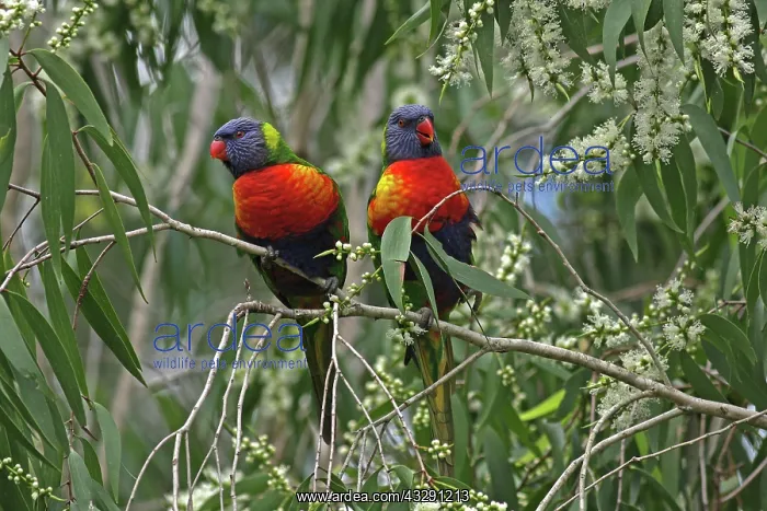 : 80196077 Rainbow Lorikeet Australia Trichoglossus : 80196077 Rainbow Lorikeet Australia Trichoglossus