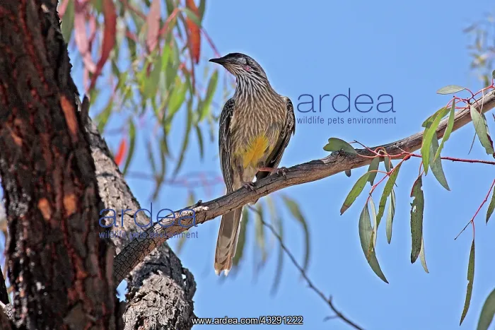 : 80196078 Red Wattlebird Queensland, Australia Anthochaera : 80196078 Red Wattlebird Queensland, Australia Anthochaera