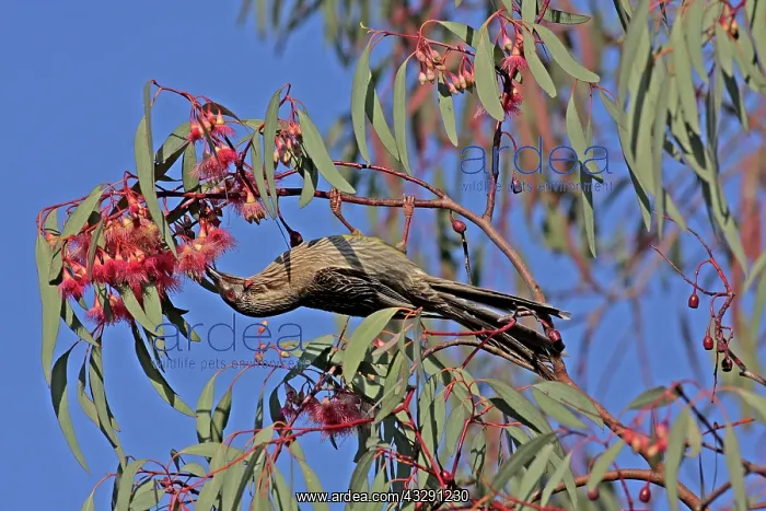: 80196079 Red Wattlebird Queensland, Australia Anthochaera : 80196079 Red Wattlebird Queensland, Australia Anthochaera