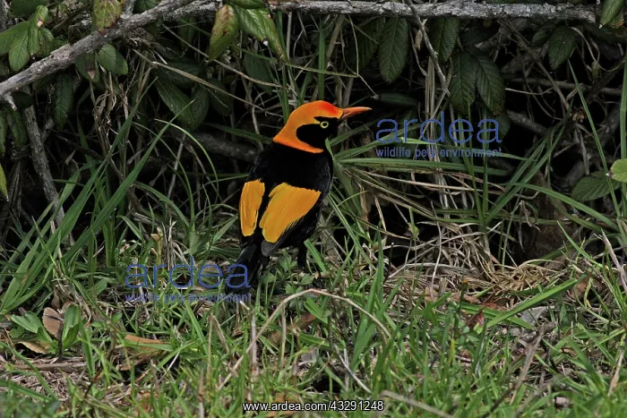 : 80196081 Regent Bowerbird Australia Sericulus chrysocephalus : 80196081 Regent Bowerbird Australia Sericulus chrysocephalus
