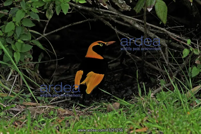 : 80196082 Regent Bowerbird Australia Sericulus chrysocephalus : 80196082 Regent Bowerbird Australia Sericulus chrysocephalus