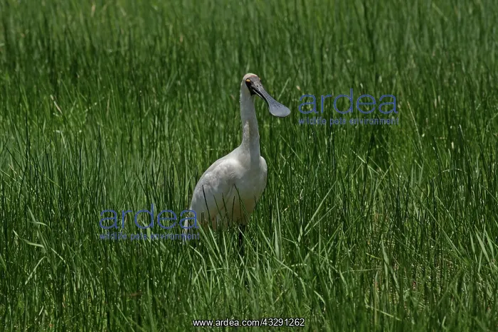 : 80196083 Royal Spoonbill Gold Coast, Queensland : 80196083 Royal Spoonbill Gold Coast, Queensland