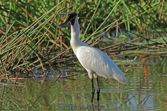 : 80196084 Royal Spoonbill Gold Coast, Queensland : 80196084 Royal Spoonbill Gold Coast, Queensland