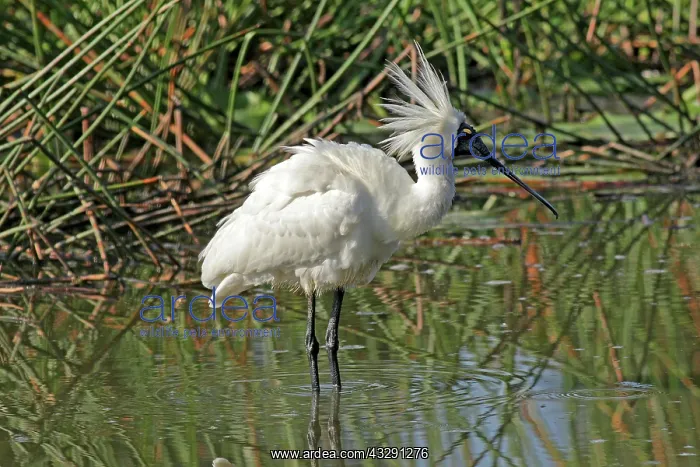 : 80196085 Royal Spoonbill Gold Coast, Queensland : 80196085 Royal Spoonbill Gold Coast, Queensland