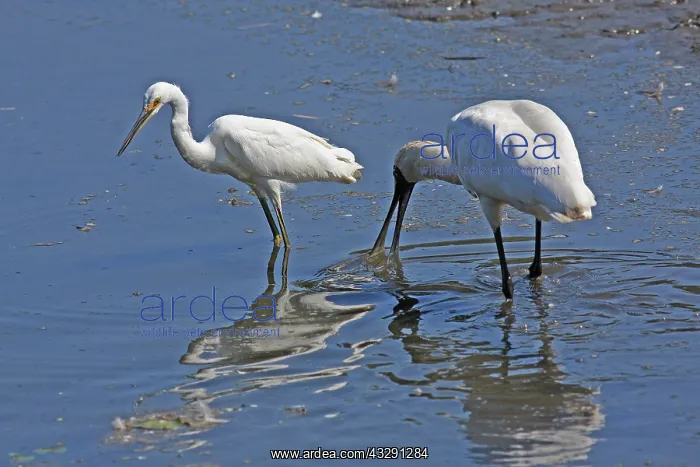 : 80196086 Royal Spoonbill Gold Coast, Queensland : 80196086 Royal Spoonbill Gold Coast, Queensland