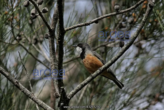 : 80196087 Rufous Whistler Australia Pachycephala : 80196087 Rufous Whistler Australia Pachycephala