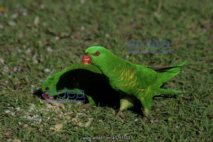 : 80196088 Scaly-breasted Lorikeets Australia Trichoglossus : 80196088 Scaly-breasted Lorikeets Australia Trichoglossus