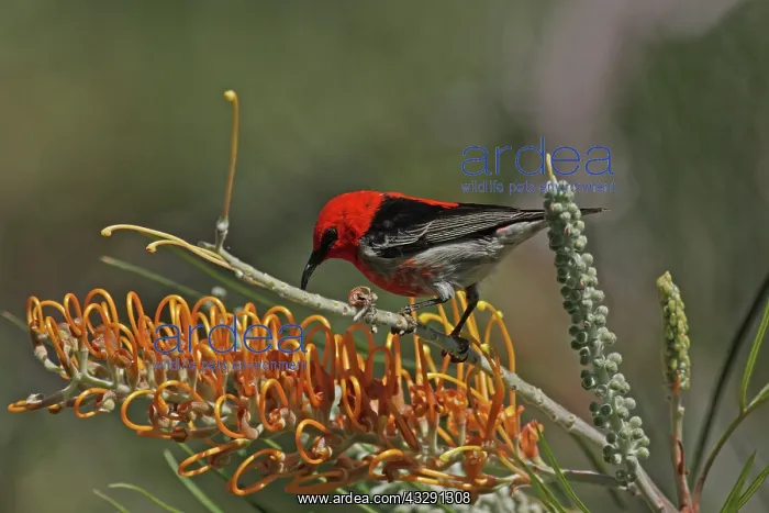 : 80196089 Scarlet Myzomela / Crimson Honeyeater / : 80196089 Scarlet Myzomela / Crimson Honeyeater /