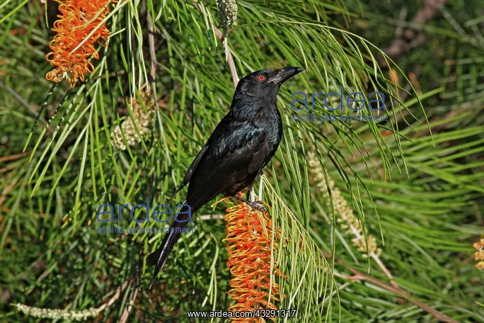 : 80196090 Spangled Drongo Australia Dicrurus bracteatus : 80196090 Spangled Drongo Australia Dicrurus bracteatus