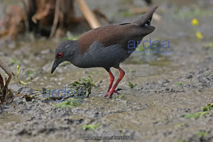 : 80196092 Spotless Crake Gold Coast, Queensland : 80196092 Spotless Crake Gold Coast, Queensland