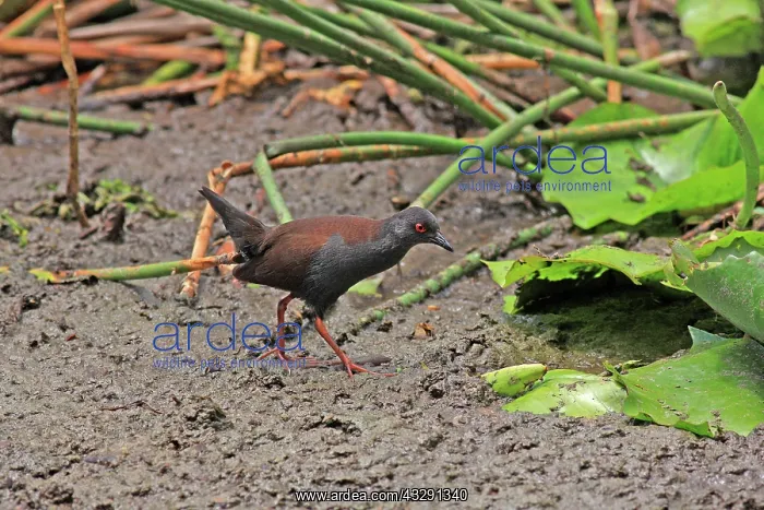 : 80196093 Spotless Crake Gold Coast, Queensland : 80196093 Spotless Crake Gold Coast, Queensland